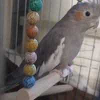 ۲ عدد عروس هلندی ماده بالغ|پرنده|اسلامشهر, شهرک محمدیه|دیوار