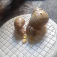 حلزون جفت ۲عدد  ۱عدد ۲سال نیم  ۱عدد ۱سال ش|خزنده|تهران, جوادیه|دیوار