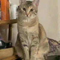 یه گربه ناز