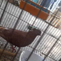 کبوتر