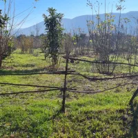 ۴۴۰۰متر زمین تنکابن،استخرسر،رهن واجاره جهت گلخانه.|اجارهٔ دفتر صنعتی، کشاورزی، تجاری|خرم‌آباد (تنکابن), |دیوار