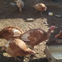 قل محلی|حیوانات مزرعه|مریوان, |دیوار