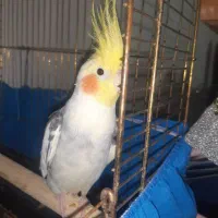 طوطی عروس مولد