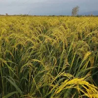 برنج هاشمی طلایی درجه یک