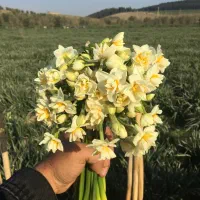 گل نرگس|گل و گیاه طبیعی|آزادشهر, |دیوار