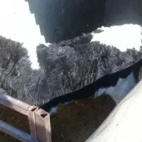 گوساله نر|حیوانات مزرعه|مشهد, خرم آباد|دیوار