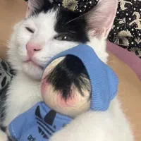 واگذاری گربه|گربه|اصفهان, جلالیه|دیوار