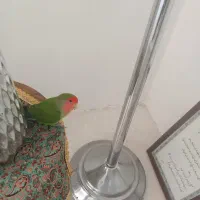 طولی کوتوله