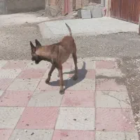 مالینیوزواکسن هاشم زدم شناسنامه داره