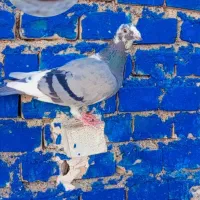 کفتر پرنده3تا ماده پلاکی درجه یک|پرنده|کارون, |دیوار