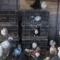 فروش کبوتر