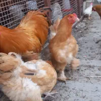 تخم مرغ نطفه‌دار . نژاد برهمتا