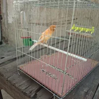 قناری پرتغالی  آنتیک