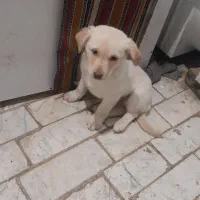 سگ پا کوتاه