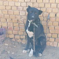 سگ نر سرابی برخوار دولت آباد|سگ|برخوار, |دیوار