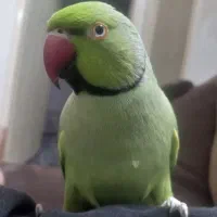 طوطی ملنگو نر