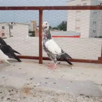 جوجه چیل