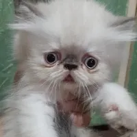 واگذاری توله گربه
