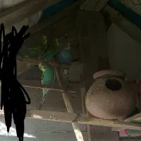 مرغ عشق رنگی چهار عدد نر