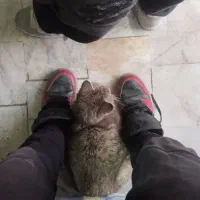 گربه خیابونی