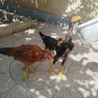 جوجه لاری اصیل ۵و نیم ماهه