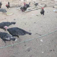 مرغ بوقلمون خروس مرغ شاخدار