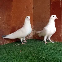 کبوتر پرشی ( بندرگز)|پرنده|گرگان, |دیوار