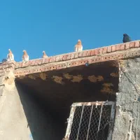 کله زرد ۱۵عدد فروشی جفتی ۹۰۰