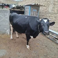 فروش گاو گوساله و گوسفند زنده زیر قیمت روز بازار