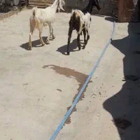 بز پاکستانی