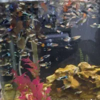 ماهی گوپی|ماهی|تهران, جی|دیوار