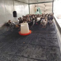 جوجه مرغ گلپایگان