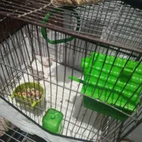 یه جفت فنچ با قفس وسایل کامل