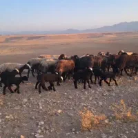 میش گوسفند بره دار جوان شال سالم|حیوانات مزرعه|آبگرم, |دیوار