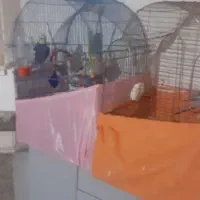 قبول واگذاری پرنده