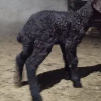 بره شیری گوسفندبره‌دار