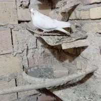 کبوتر سفید پرشی