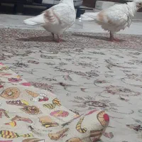 کبوتر|پرنده|کرج, شهر صنعتی|دیوار