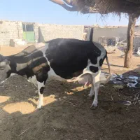 گاو شیری|حیوانات مزرعه|هامون, |دیوار