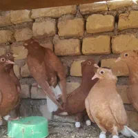 جوجه سرخ زرددمسفیدهفترنگ تربت حیدریه|پرنده|مشهد, کوی پلیس|دیوار