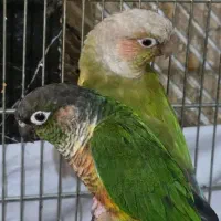 طوطی گرینچیک مولد و قفس ۴خان|پرنده|ری, سیزده آبان|دیوار