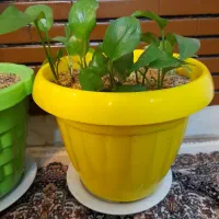 گیاه پتوس وگلدان سفالی