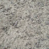 کود گوسفندی