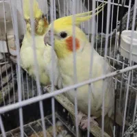 عروس هلندی مولد