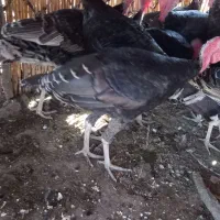 فروش بوقلمو گیلانغرب