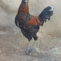 خروس|حیوانات مزرعه|تکاب, |دیوار