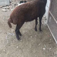 توقلی ماده عروسک|حیوانات مزرعه|سنگدوین, |دیوار