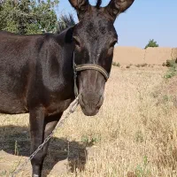 الاغ ماده