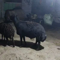 قوچ دامازلغ