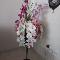 گلهای ارکیده زیبا